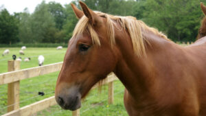 Photograph of a Suffolk Punch horse